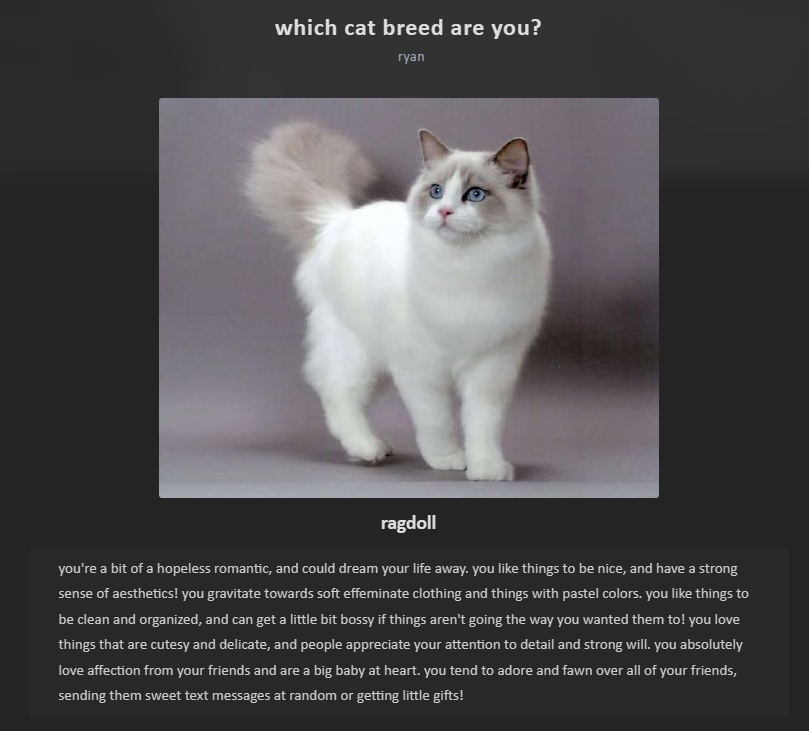 ragdoll